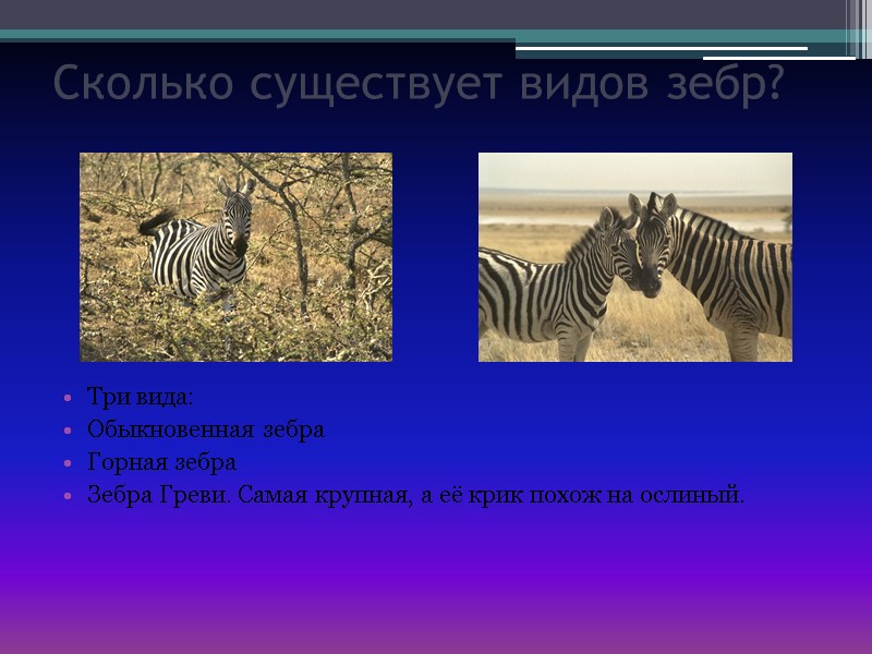 Сколько существует видов зебр? Три вида: Обыкновенная зебра Горная зебра Зебра Греви. Самая крупная,